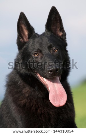 Portrait of a beautiful german shepherd or alsatian dog