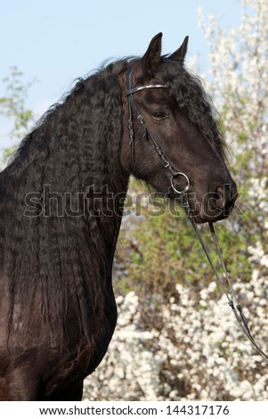 Portrait of a nice Friesian horse