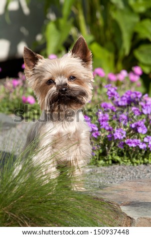 Portrait of cute Yorkshire Terrier in the garden