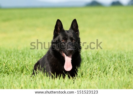 Portrait of a beautiful german shepherd or alsatian dog