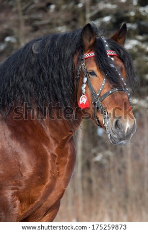 Portrait of a nice big horse