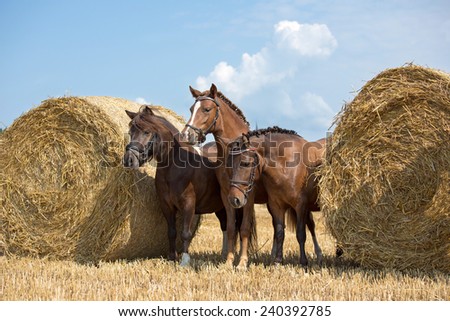 Similar – Image, Stock Photo Three ponies with straw in the head