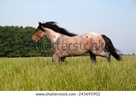 Big horse running along the pasture