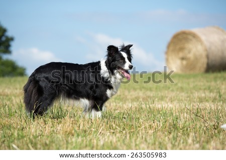 Beautiful Border Collie posing in the meadow