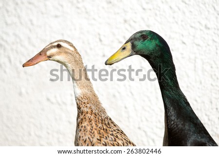 Male and female Indian Runner Duck, Anas platyrhynchos domesticus