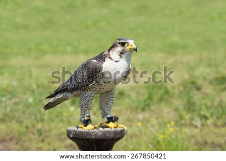 Portrait of a hunting falcon (Falco rusticolus)