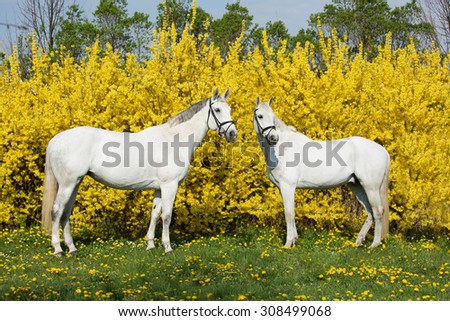 Portrait of two horses on a yellow background