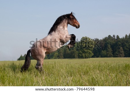 Big horse prancing