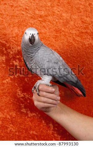 African Gray parrot tropical bird on an orange background