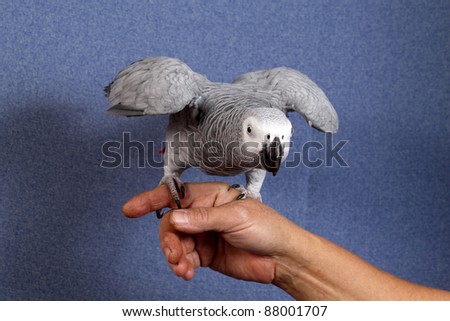 African Gray parrot tropical bird on a blue background