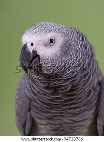 African Gray parrot tropical bird on a green background
