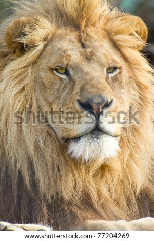 vertical portrait of male lion face (scientific name: Panthera leo krugeri)