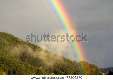 Mists rise from forest Douglas fir trees as rainbow forms during passing rainstorm.