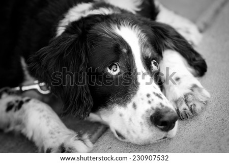 Lazy Dog - This is a black and white image of a tired old dog laying down.