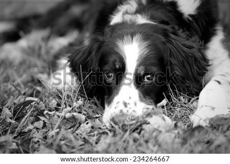 Scruffy Dog Laying Down - This is a cute, scruffy dog laying down in the grass and leaves. Shot with a shallow depth of field.