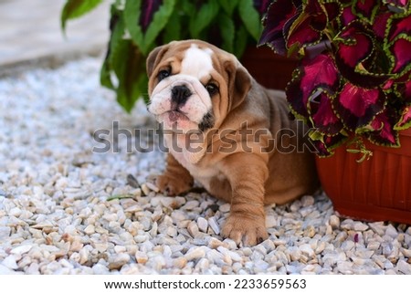 Foto Bild Englische Bulldogge Welpe auf der Straße