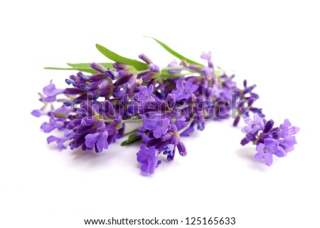Similar – Image, Stock Photo odor Flower Garden Blossom