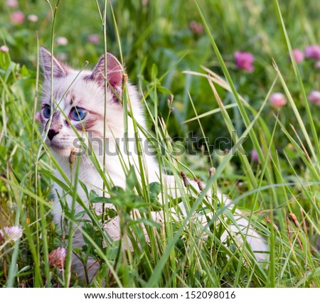 young cat walking on grass.Neva Masquerade  cat