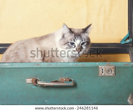 change of residence.unhappy young cat sitting in an old suitcase open. toned