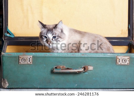 housewarming. unhappy young cat sitting in an old suitcase