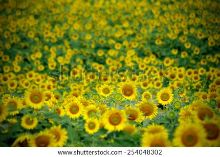 Sun flowers field in Thailand. sunflowers.
