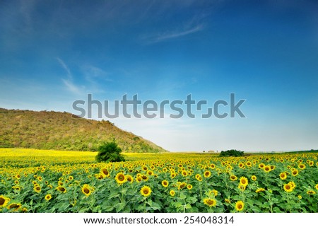 Sun flowers field in Thailand. sunflowers.