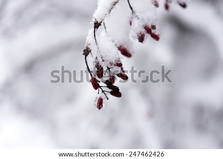 Abstract View of Winter Snow on Tree Branches