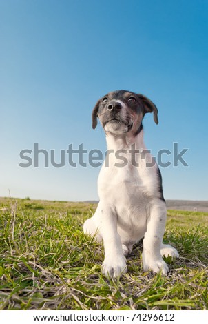 a Cute young pure bred jack russell terrier dog siting on grass