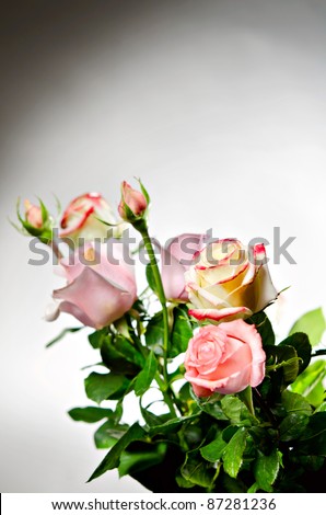 Bouquet of natural roses on gray background