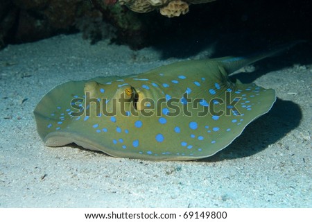 Blue-spotted sting ray (Taeniura lymma) in Egypt.