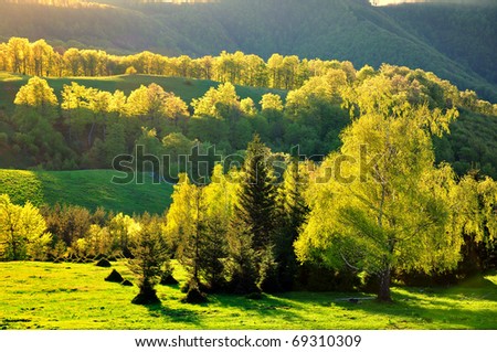 Green trees illuminated by the sunset light near Pleven Hut in Bulgaria.
