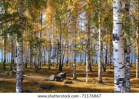 Similar – Image, Stock Photo birch woods