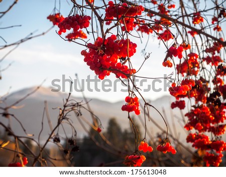 Red winter berries in Salmon Arm