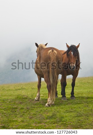 brown horses relaxing in the grass up in the mountains