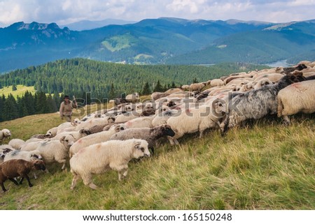 A flock of sheep in a mountain valley. Eco tourism in romanian charpatians mountains.