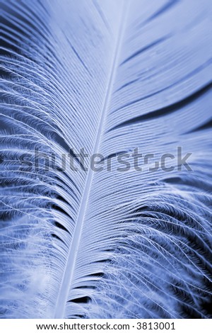 Close-up of a white feather on a blue background
