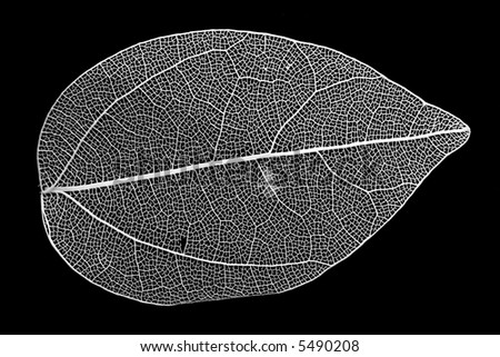 A decorative skeleton leaf on black background