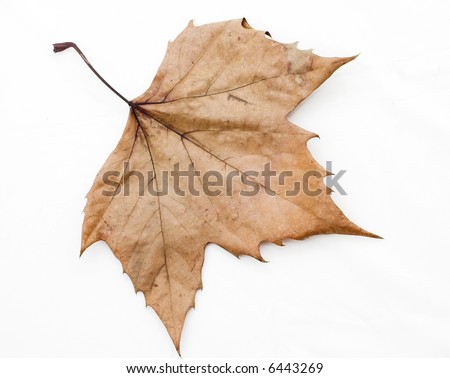 Orange maple leaf isolated