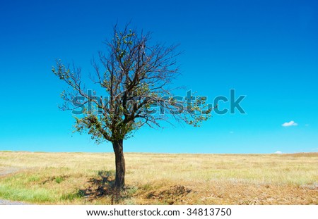 lone tree on  meadow