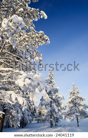 Sunny winter forest. Russia. Ural. Sky. Snow