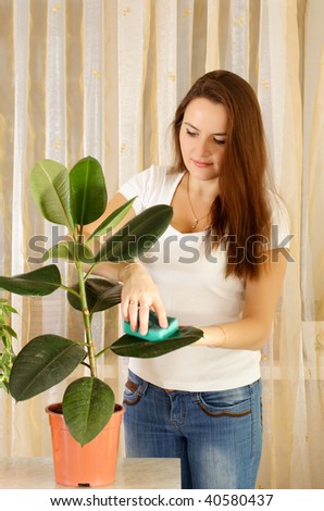 Girl cleaning ficus by wet sponge at room