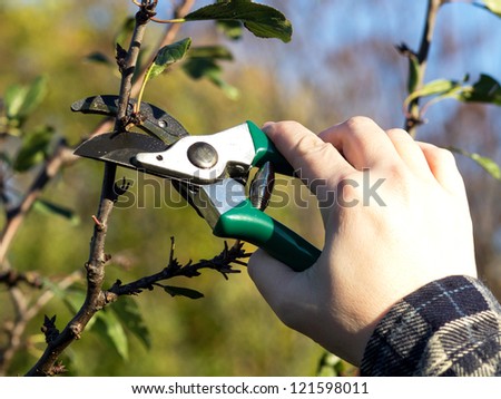 pruning apple tree in the spring