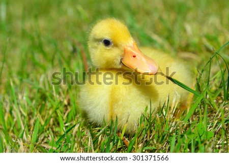 little yellow duck outside
