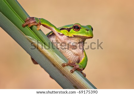 European tree frog (hyla arborea) sitting on a cane. Wildlife photography.