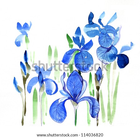 Blue Iris Flower Stock Photo 114036820 : Shutterstock