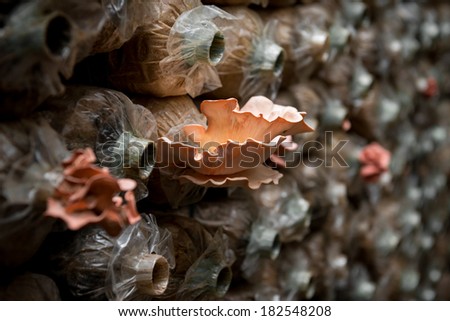 Pink oyster mushroom (Pleurotus djamor)  on spawn bags