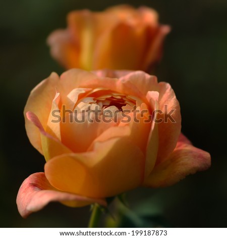 Peach colour roses close up square composition
