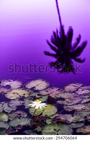 Water lily pond at late sunset silhouette Tobago Caribbean