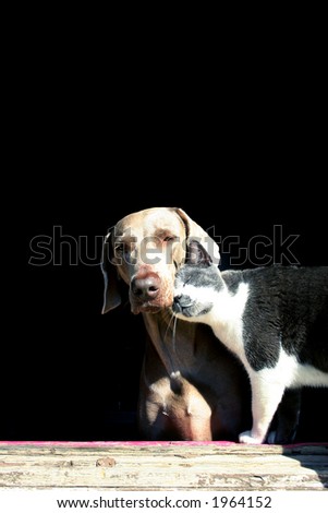 cat & dog love 2
