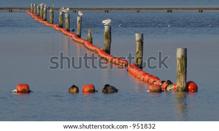 Birds resting on protection poles on a dutch lake.